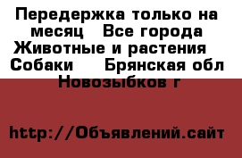 Передержка только на месяц - Все города Животные и растения » Собаки   . Брянская обл.,Новозыбков г.